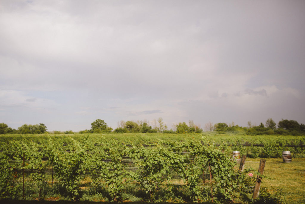 southbook vineyard grapes field sunset