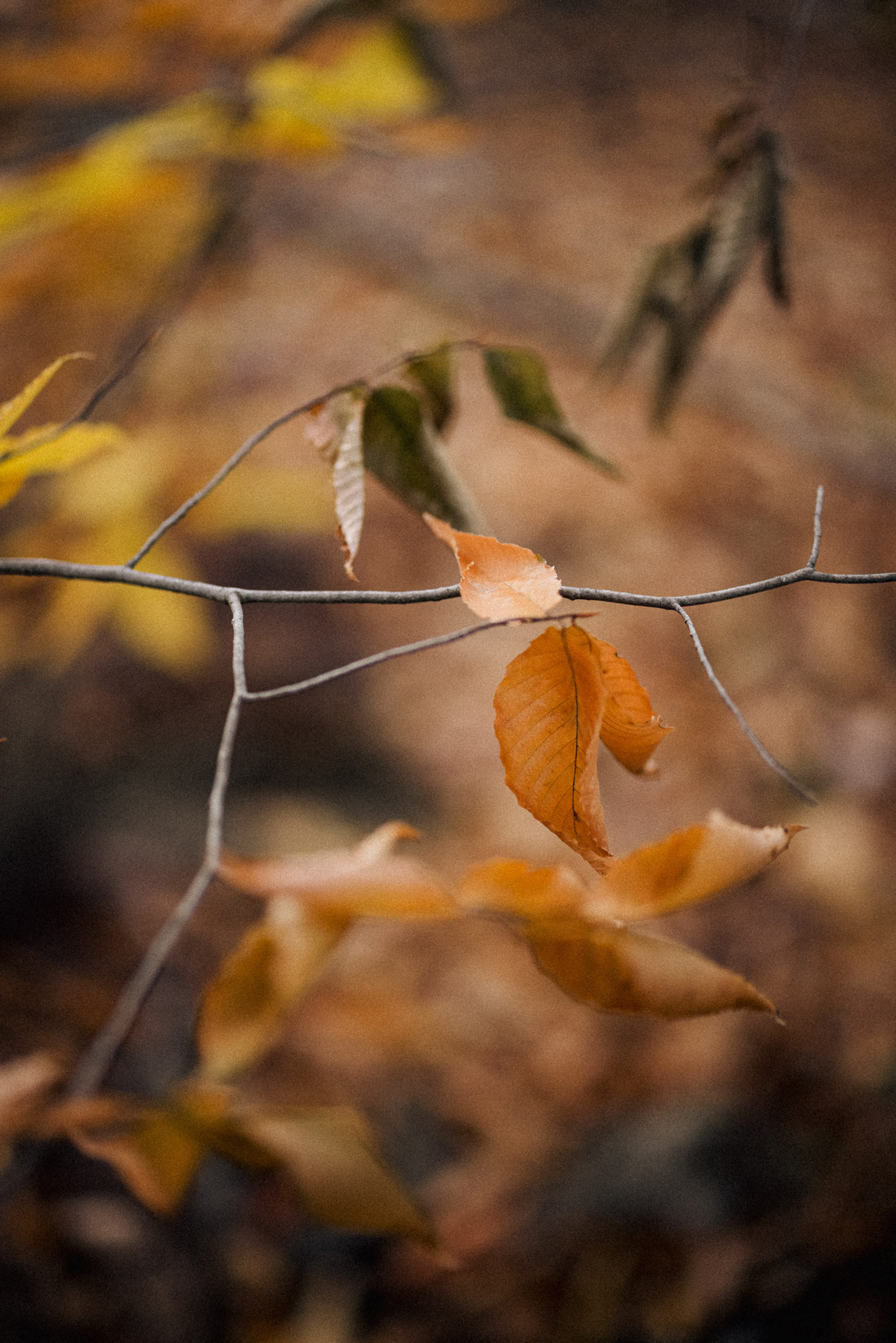 autumn leaves niagara