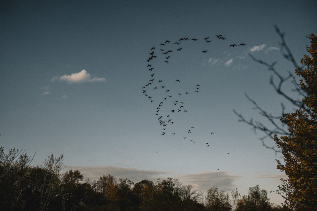 geese flying south in sky niagara maternity shoot