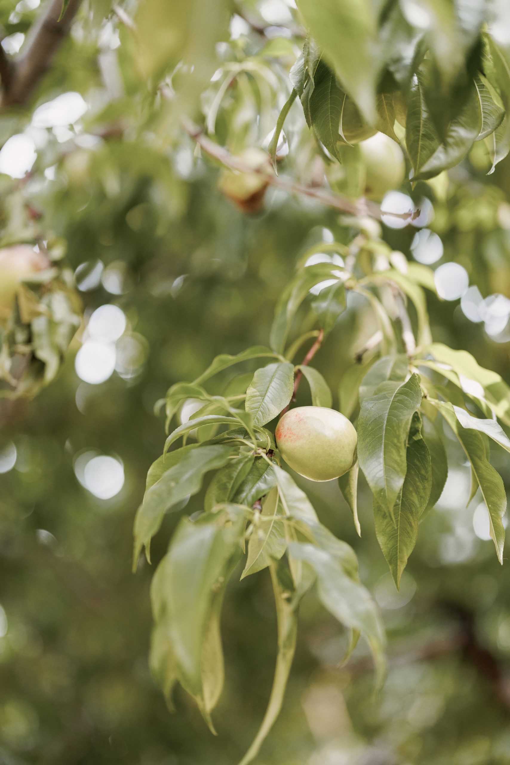 apple orchard niagara