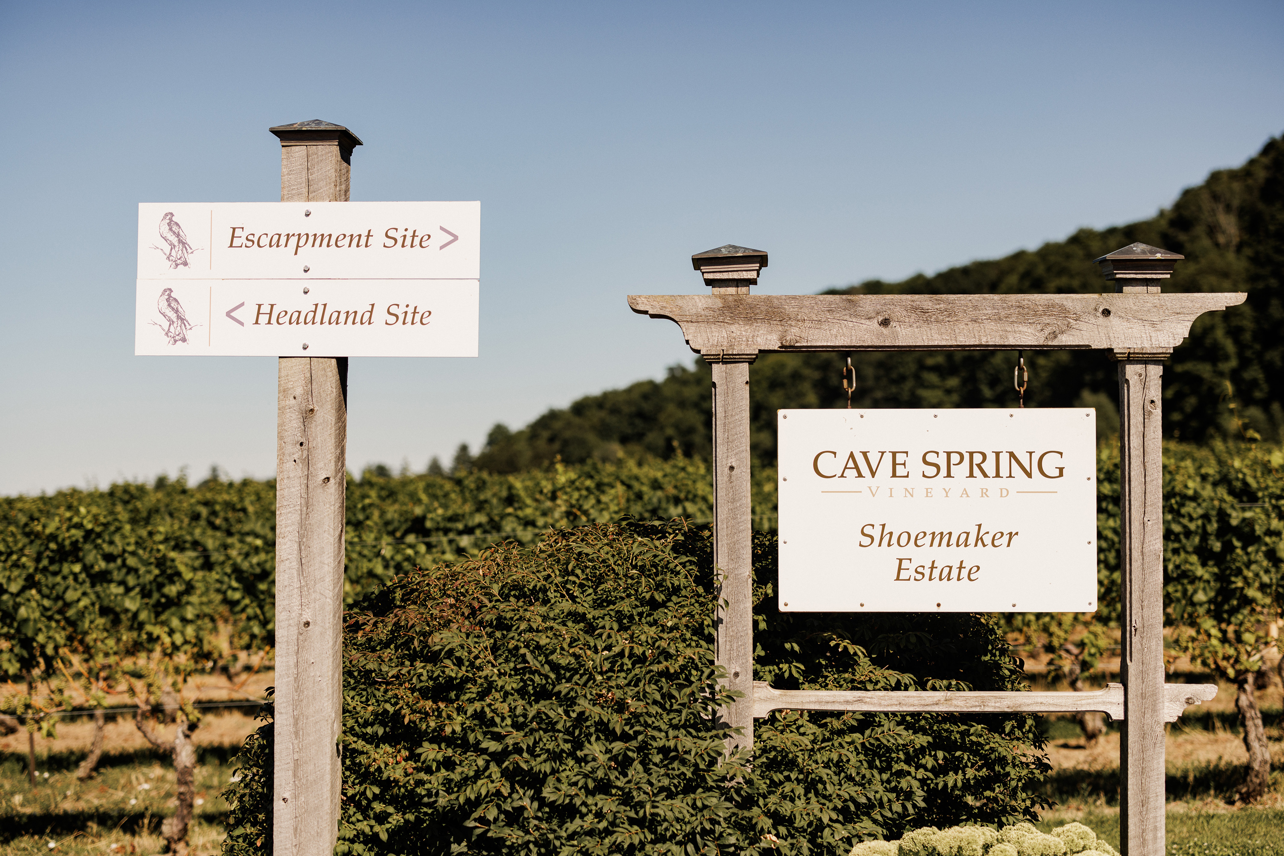 cave spring vineyard escarpment site wedding photography afterglow