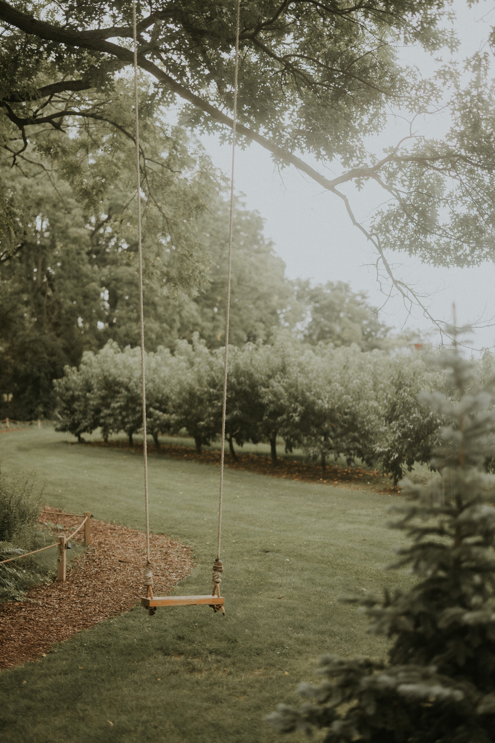 old swing under tree orchard