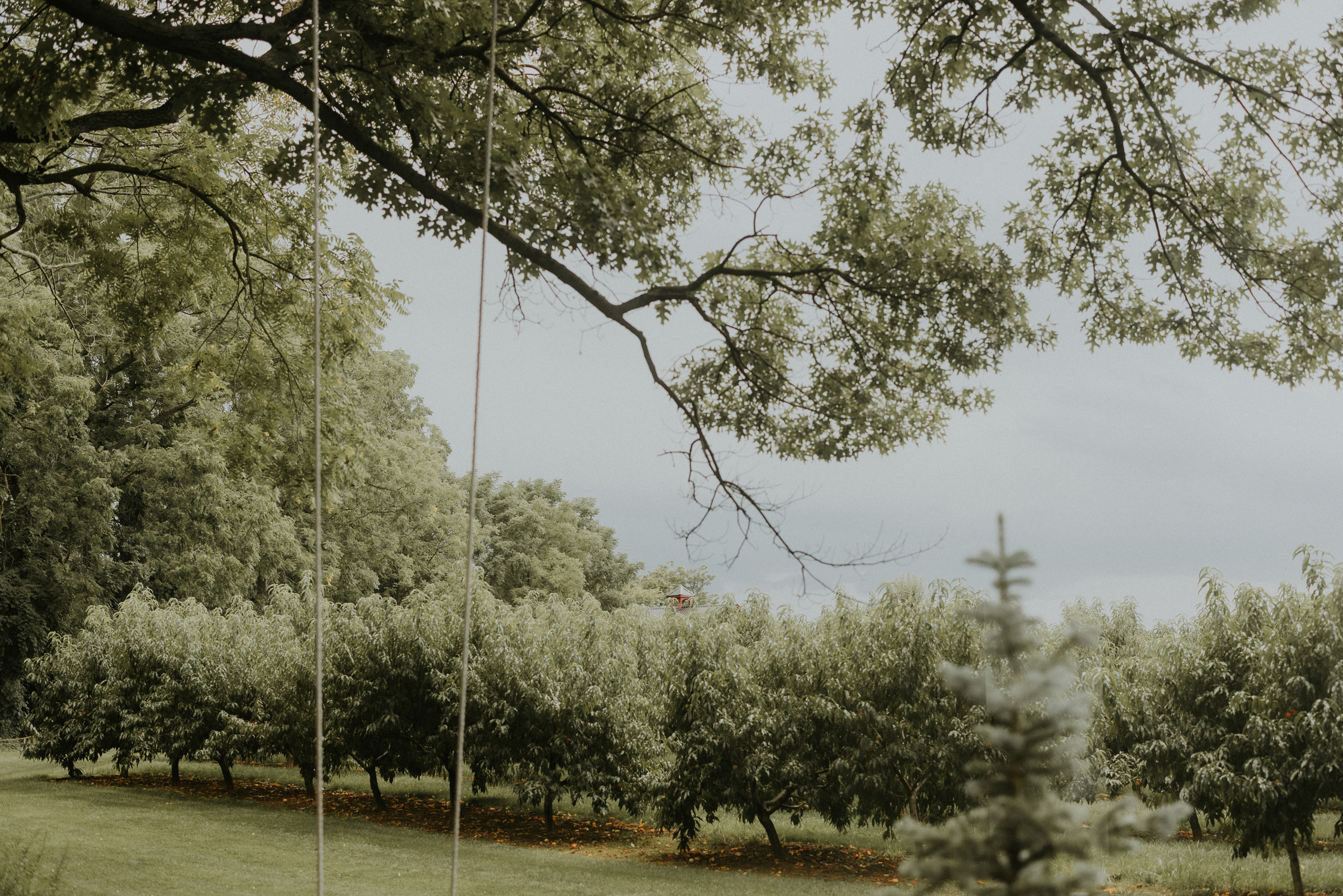 trees swing orchard vineland
