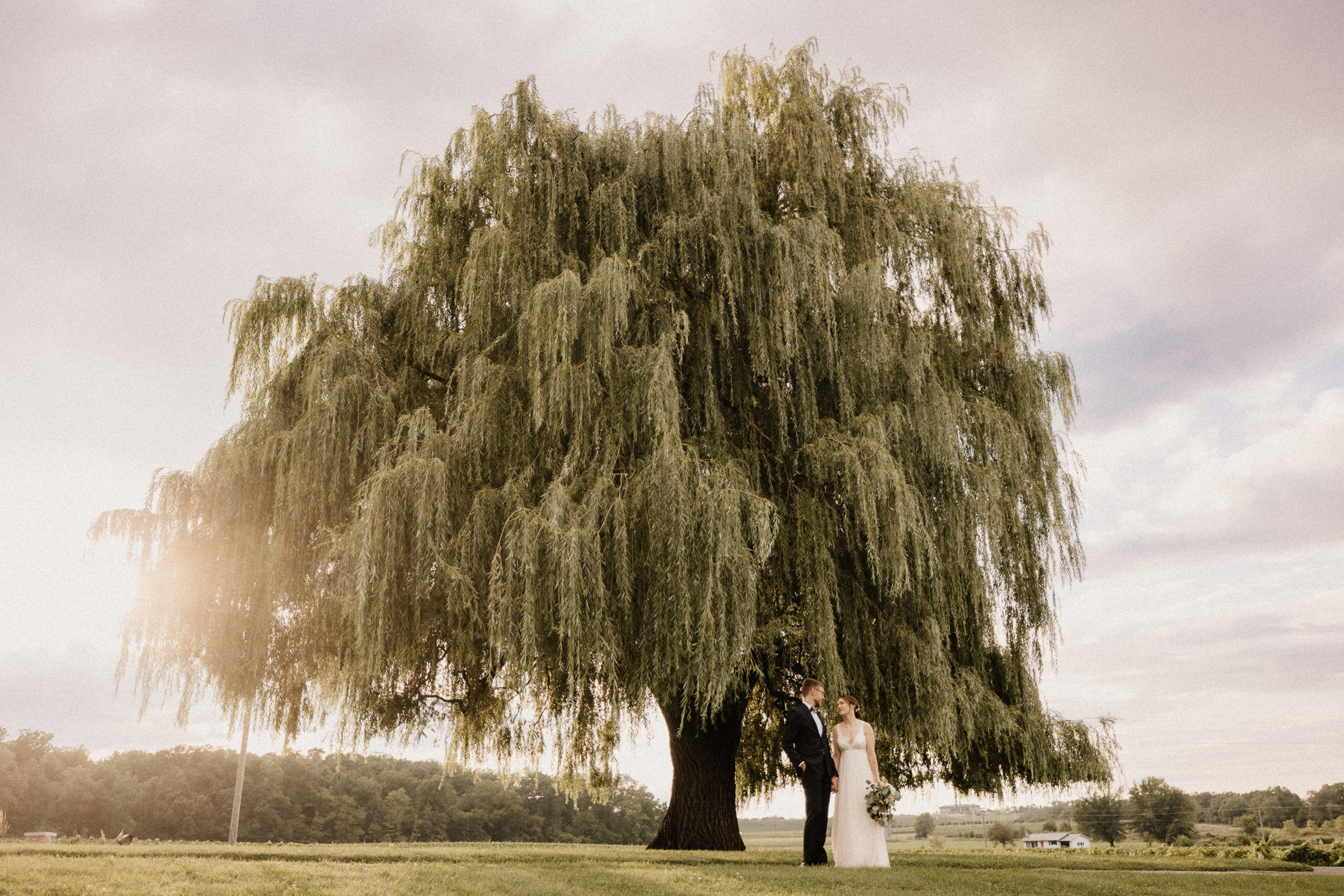 sunset willow tree vineland estates winery wedding photographer