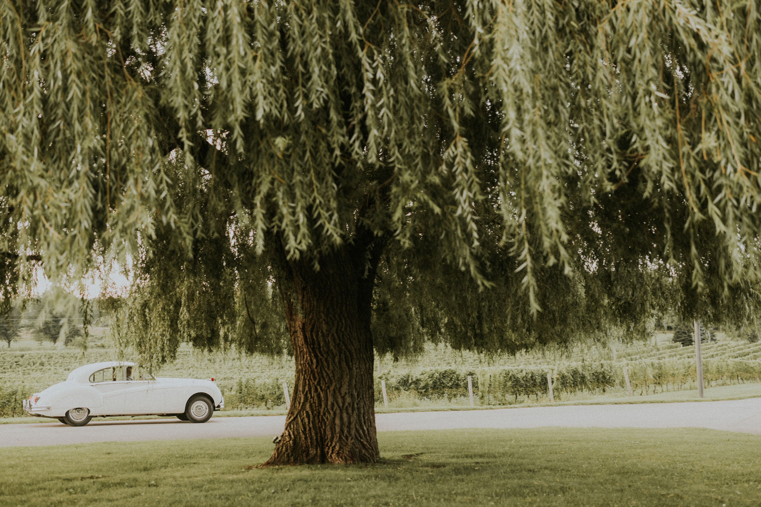 classic car rolls royce willow tree vineland estaes winery weddi