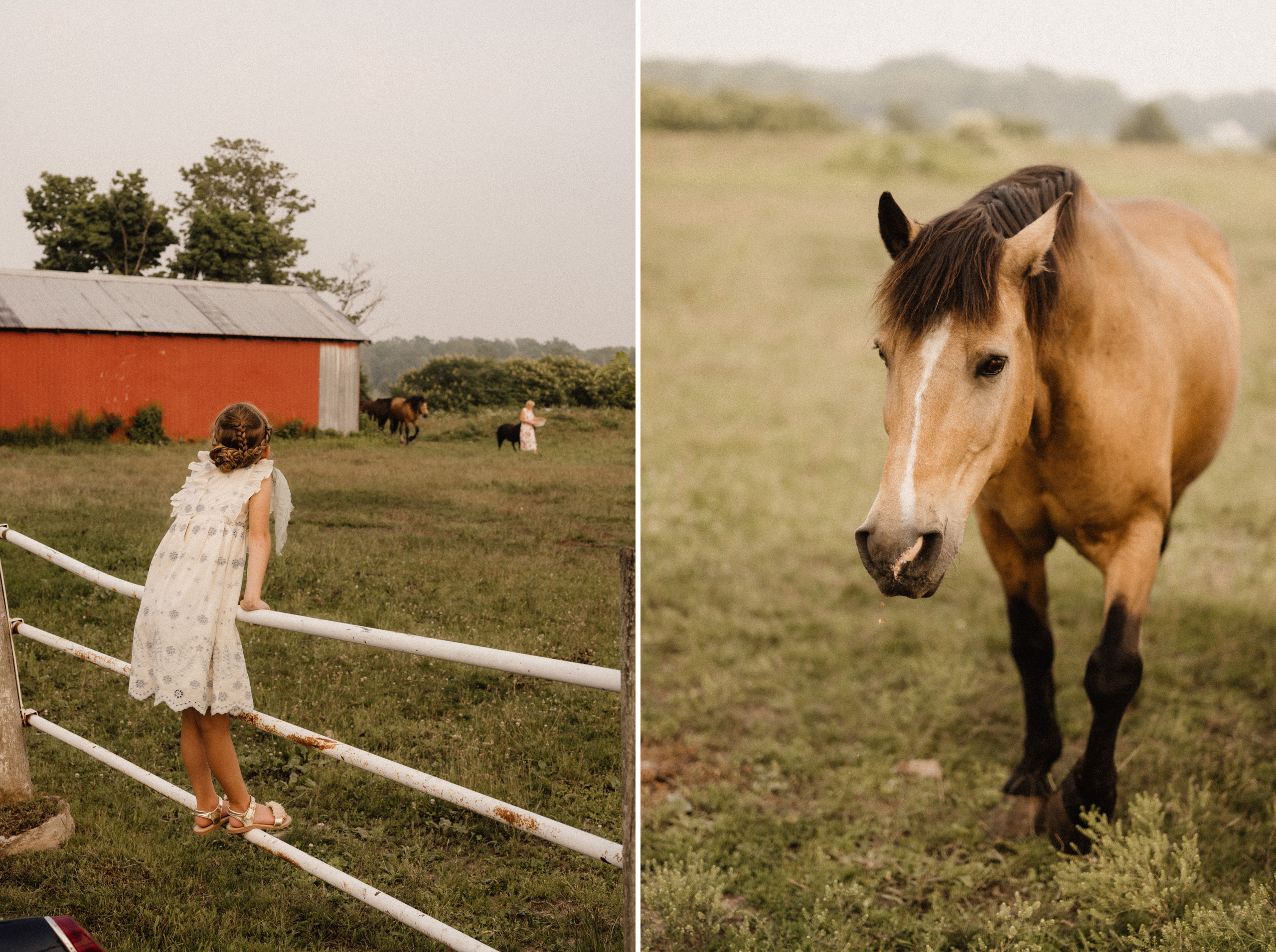 maple meadows farm field horse wedding photographer afterglow im