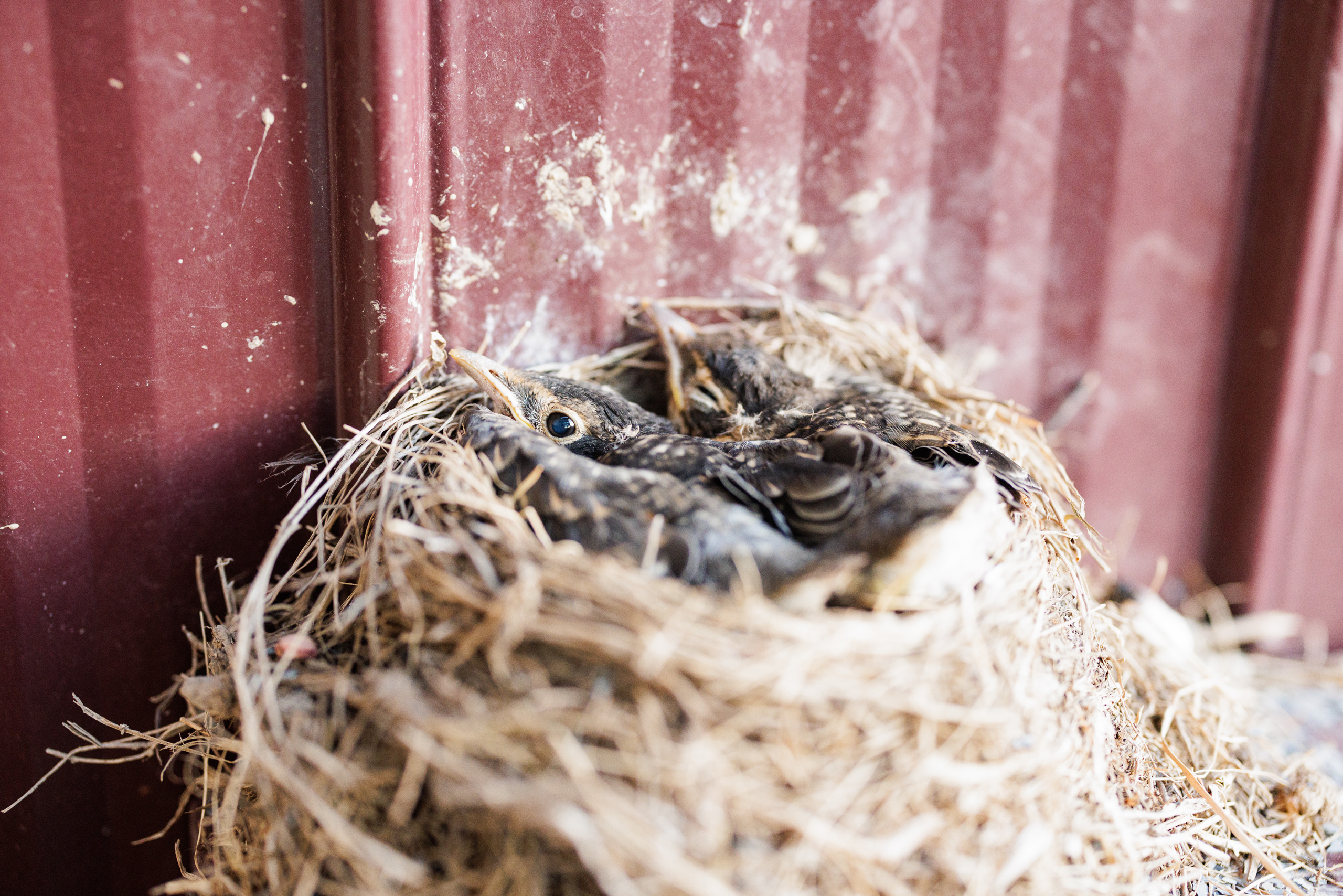 baby robins nest cave spring vineyard