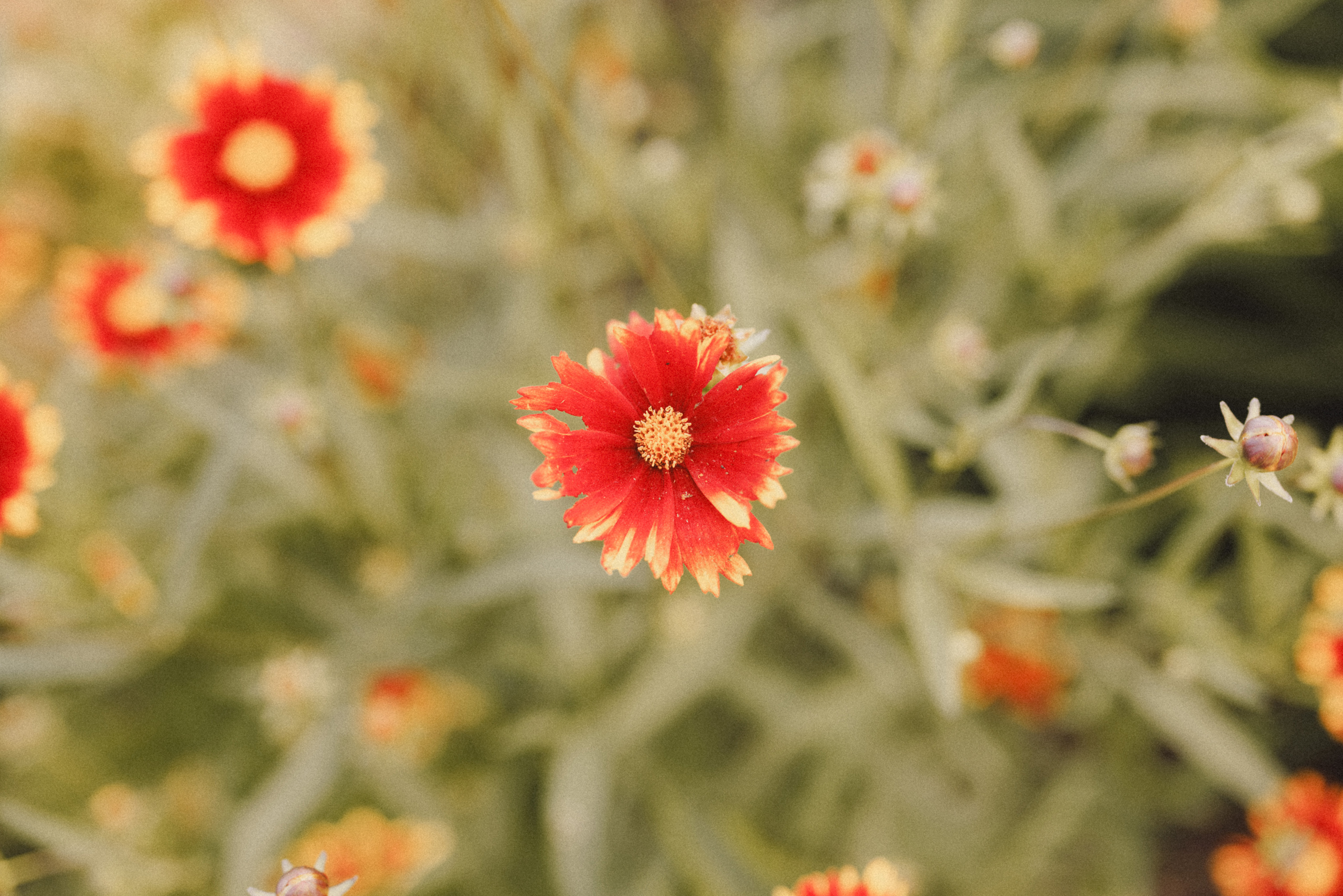 flowers from garden