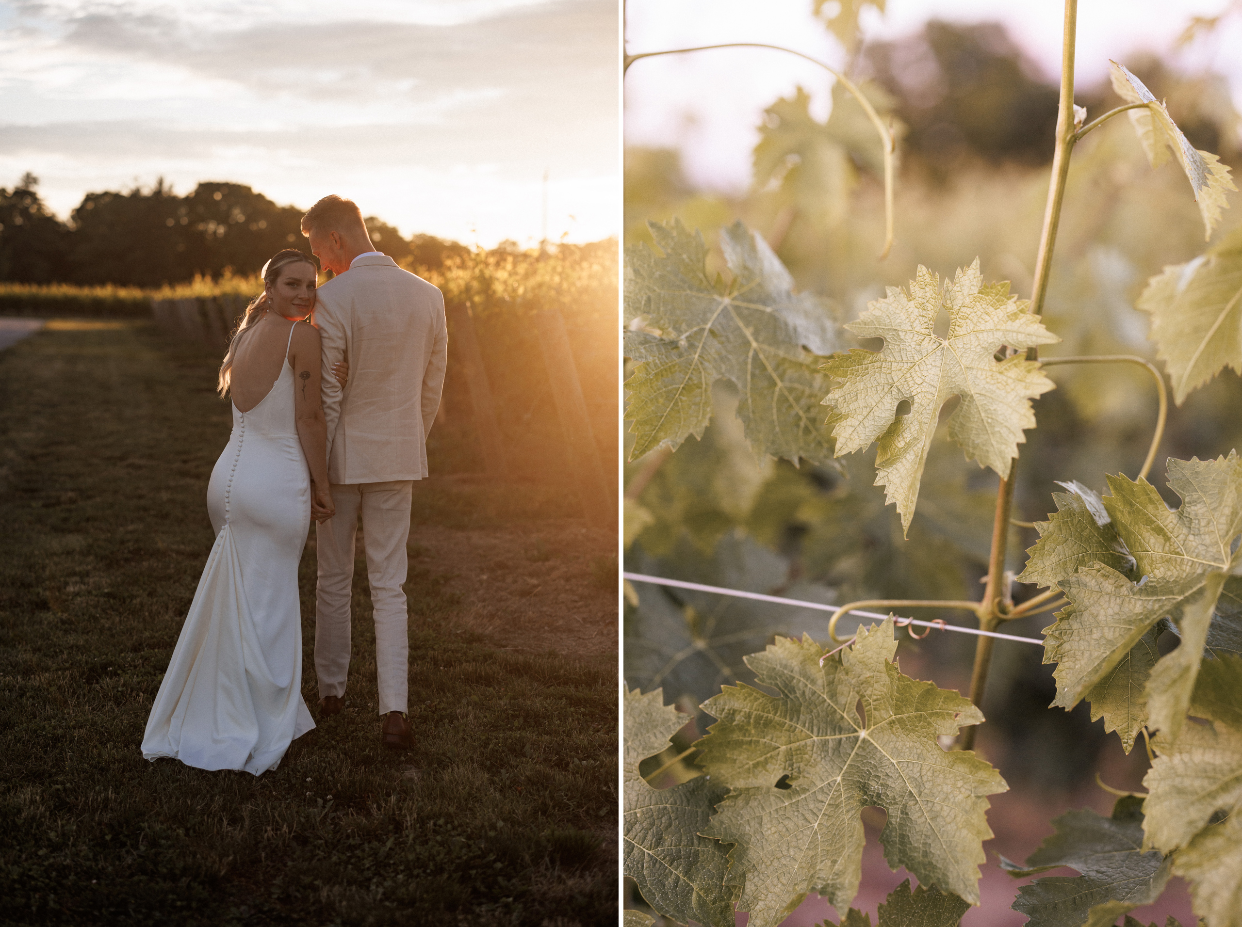 romantic sunset photos bride groom vineyard vineland wedding sum