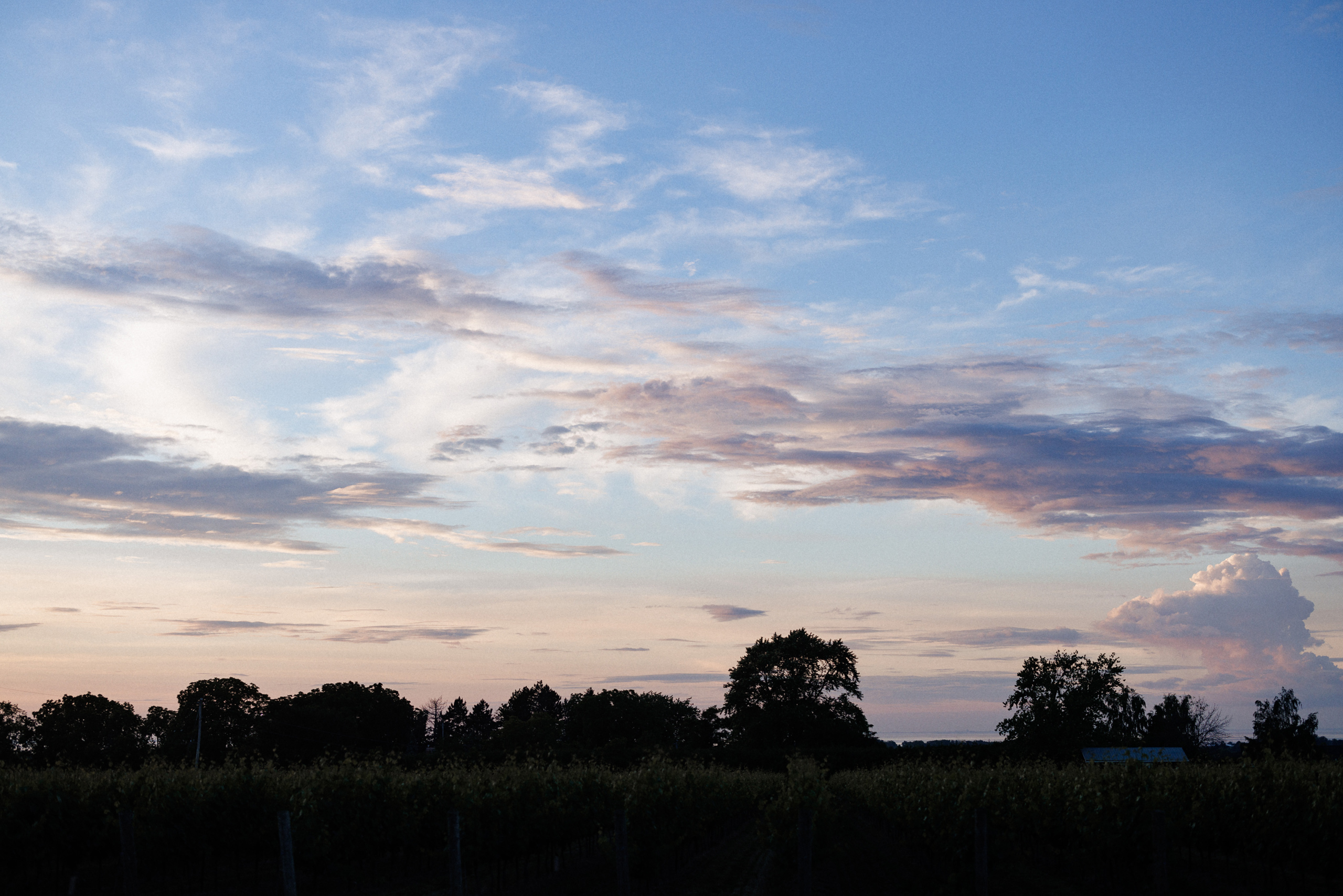 beautiful sunset over vineyard vineland ontario