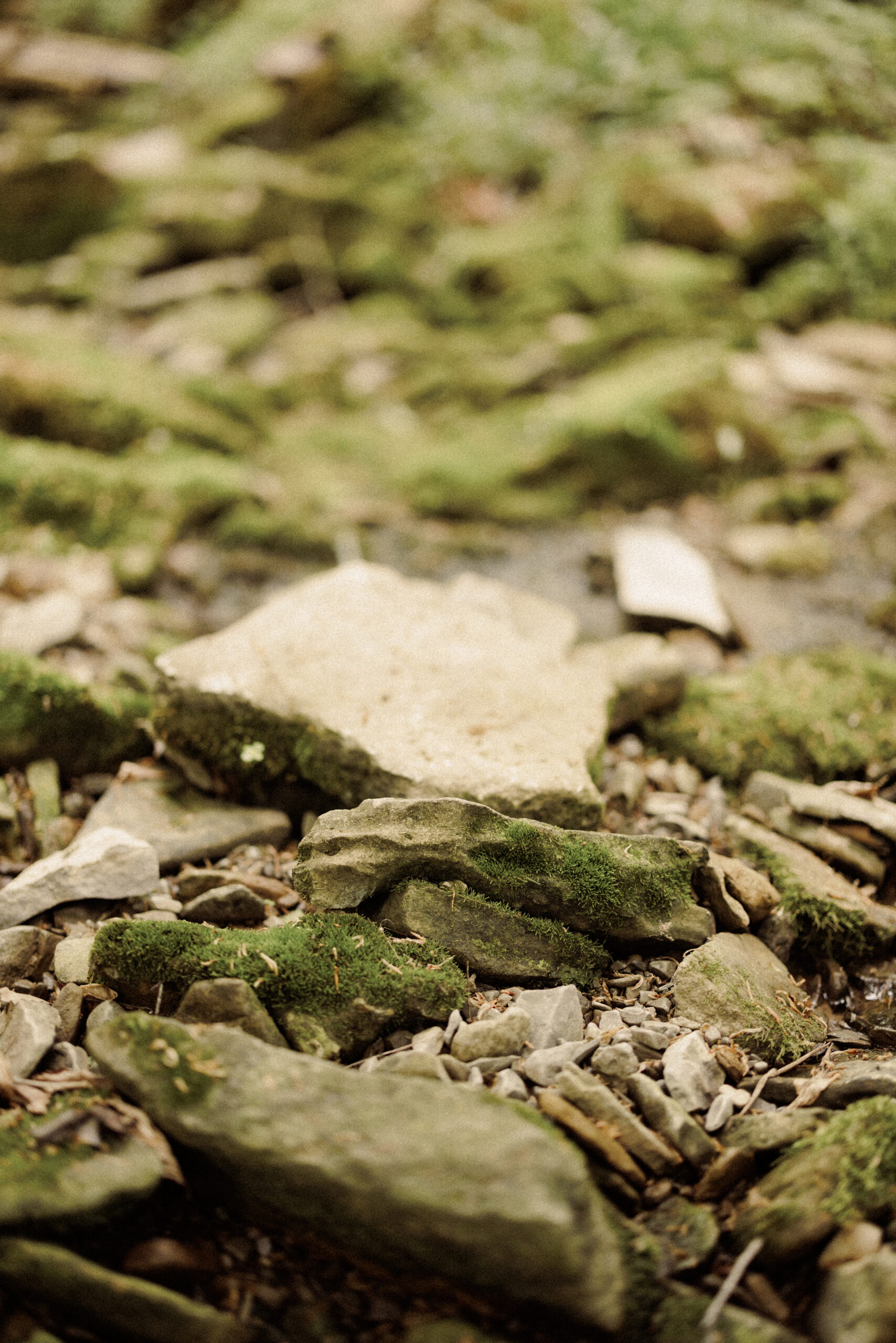 river rocks niagara forest