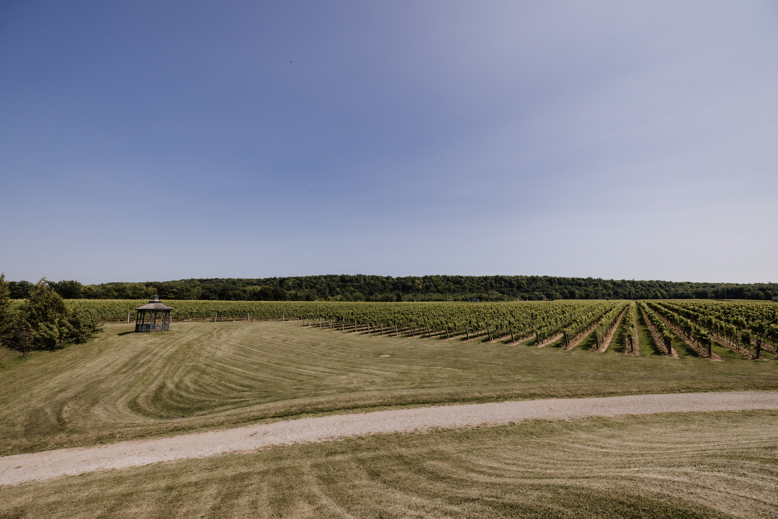 view of the vineyard from barns at cave spring