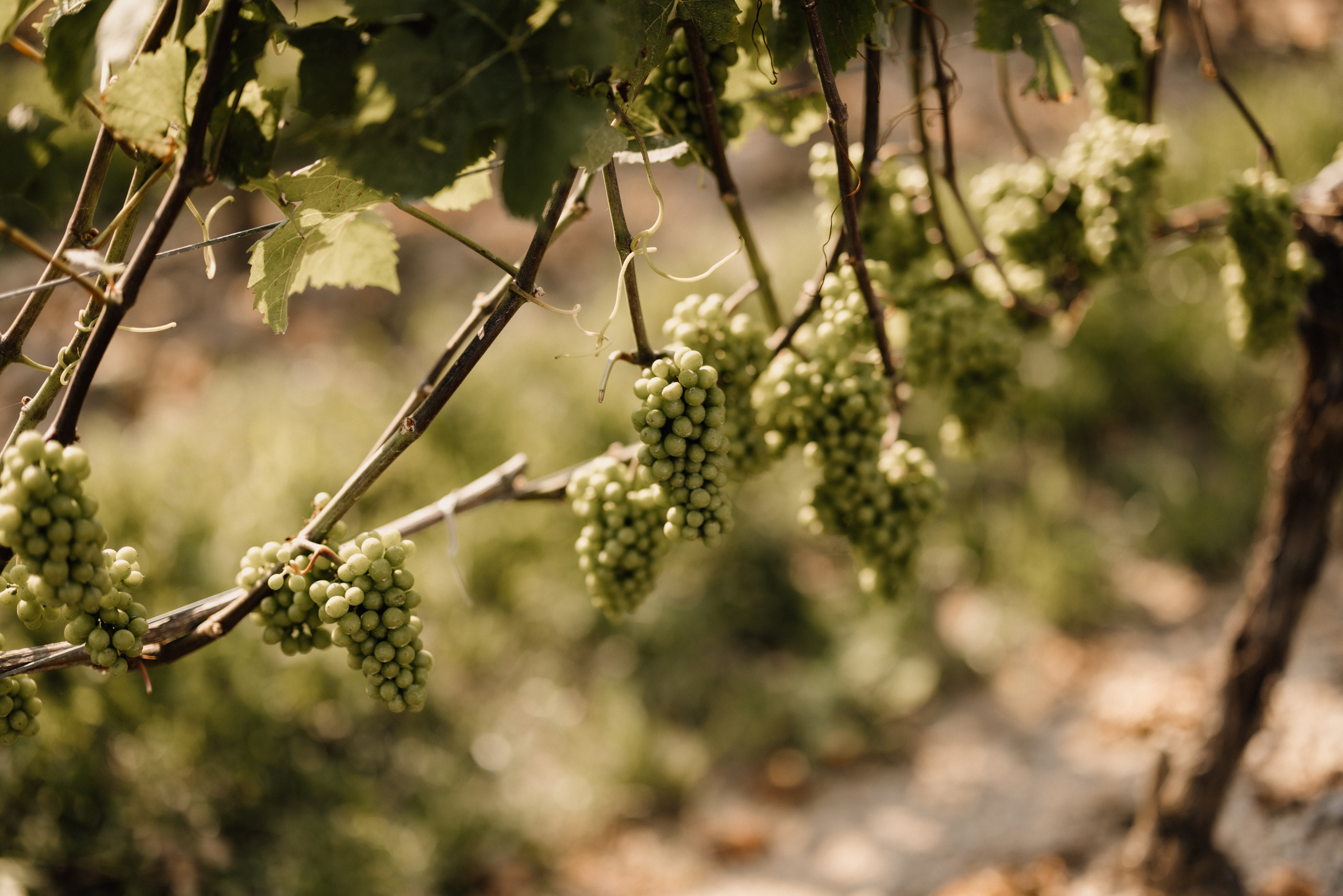 grapes on vines cave spring vineyard