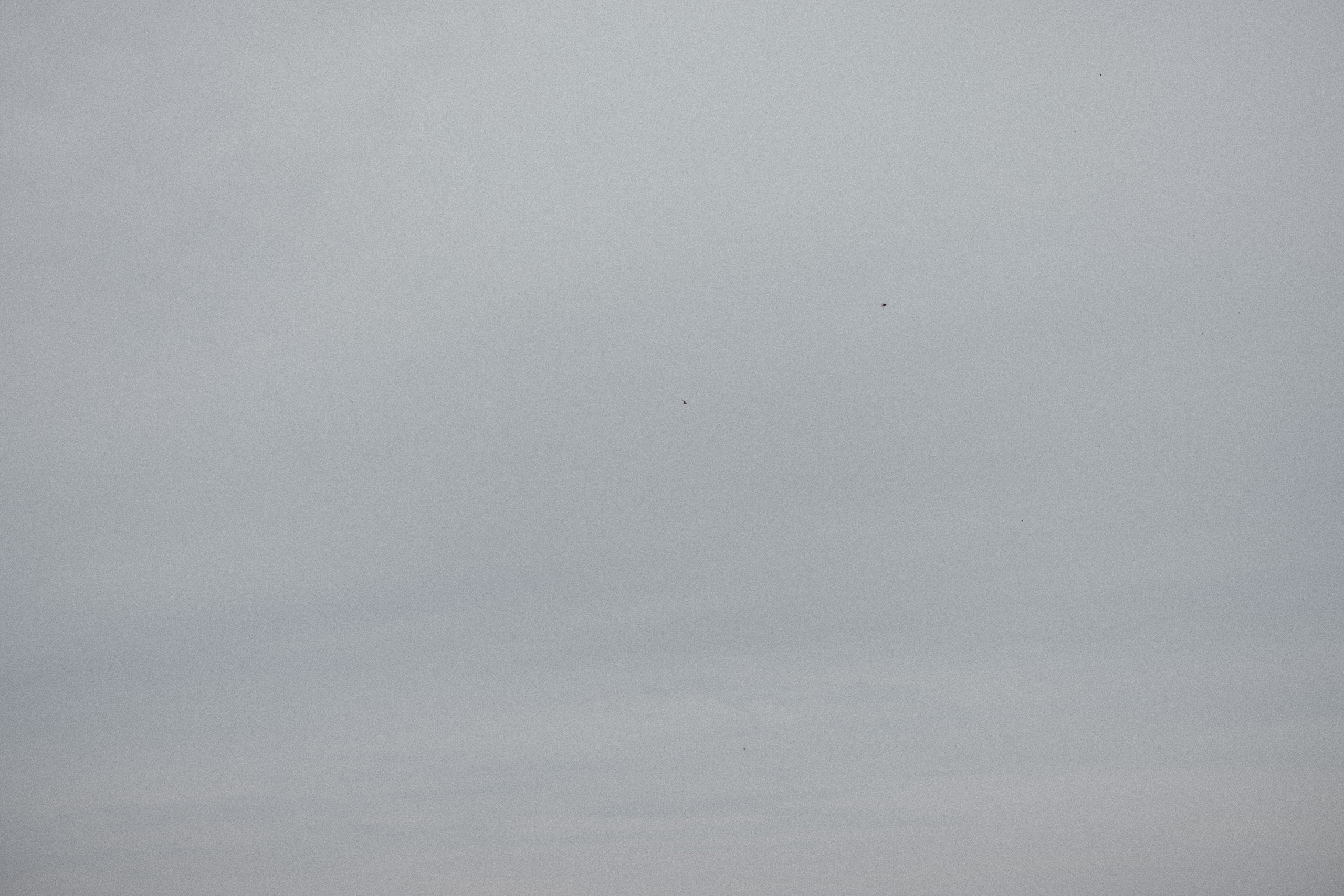 distant birds in the sky afterglow