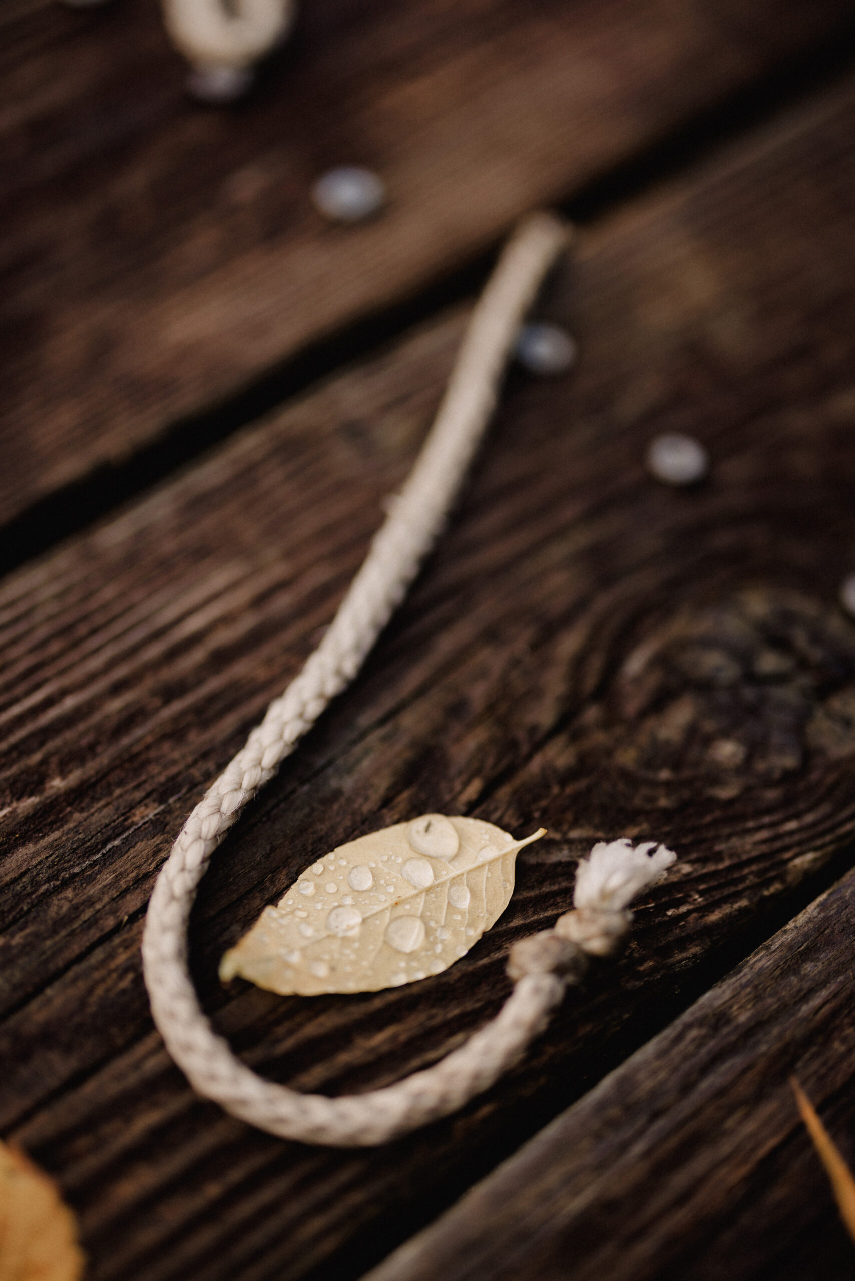 wet leaf boardwalk pond escarpment site cave spring