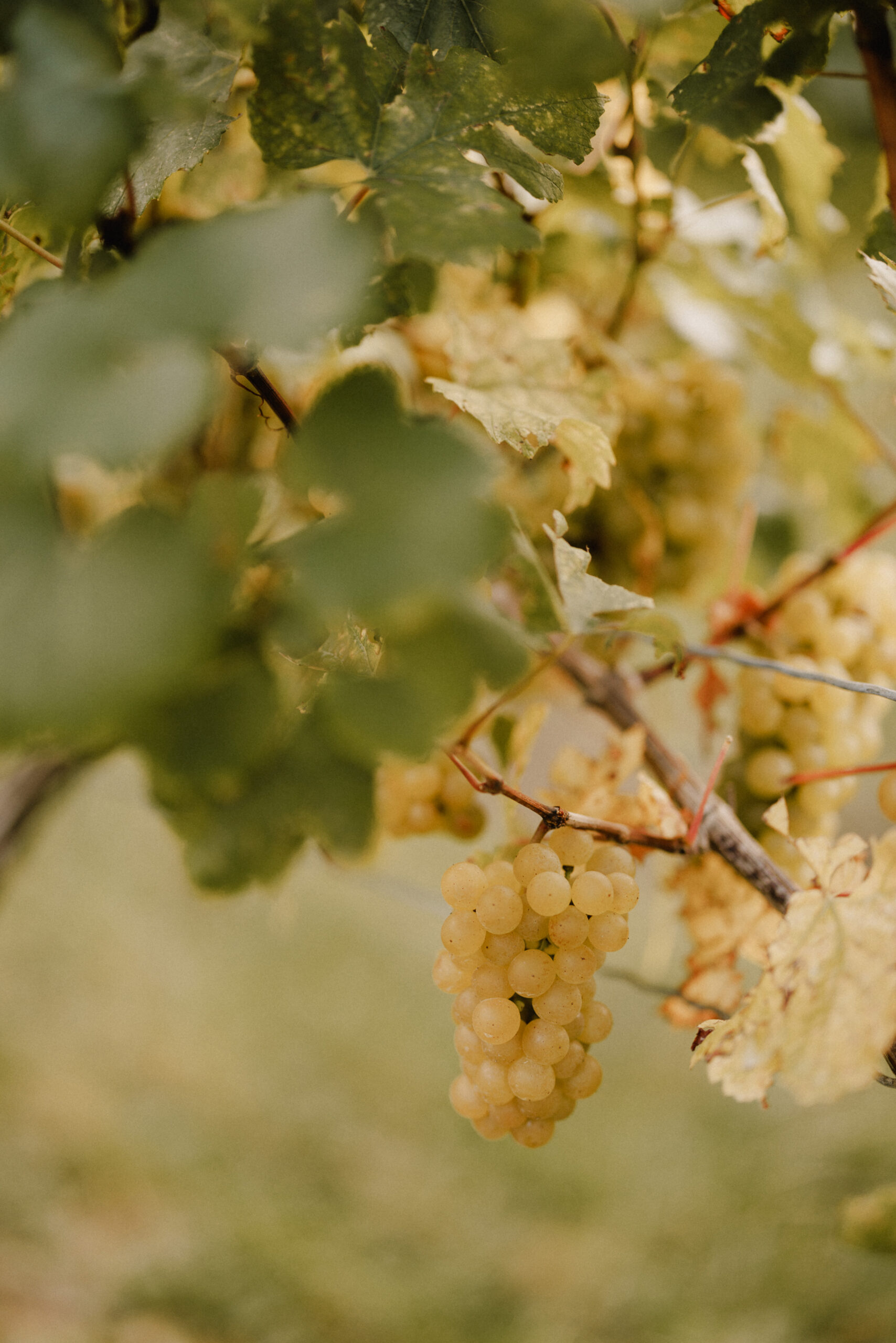 grapes in vineyard cave spring autumn fall october