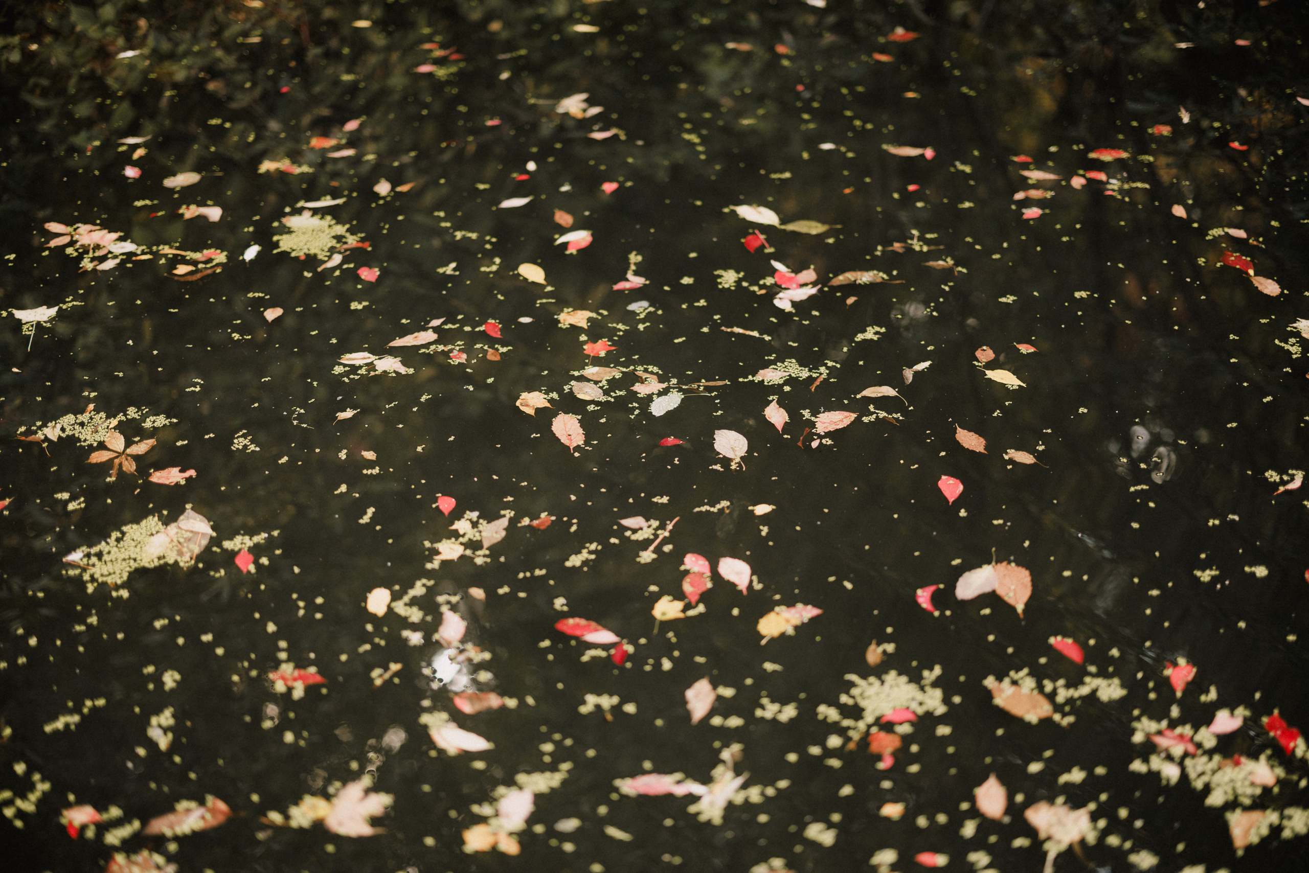 escarpment site wedding cave spring vineyard fall autumn