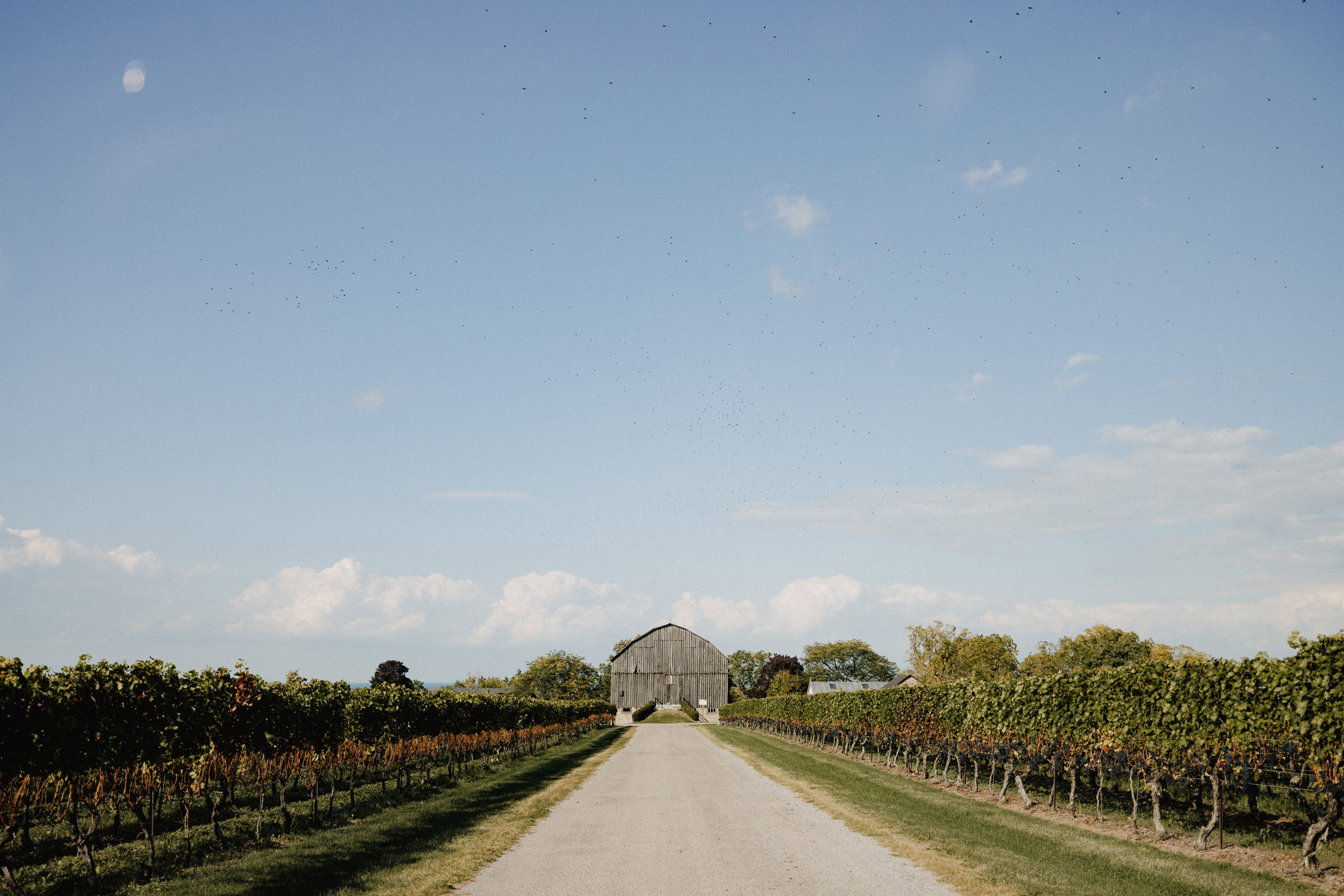 the big barn at cave spring vineyard fall autumn october