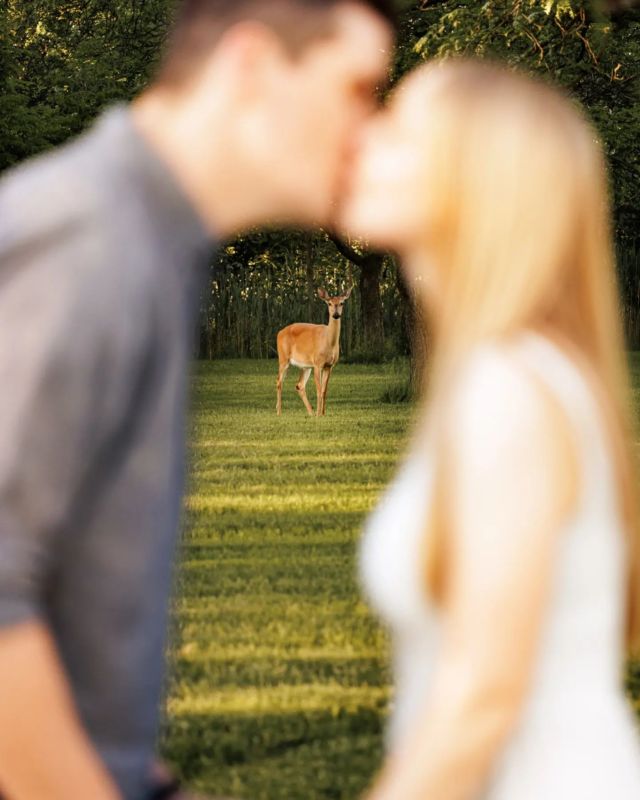 Did you know that there are only two words needed for a long successful marriage?
.
.
.
#afterglowportraits #shesaidyes #engagementphotos #iwill #engaged #couple #wildlife #kiss #kisses #romance #niagaraphotographer #weddingphotographer #Portrait #animal #love #niagara #yesdear #deer #nature #engagement