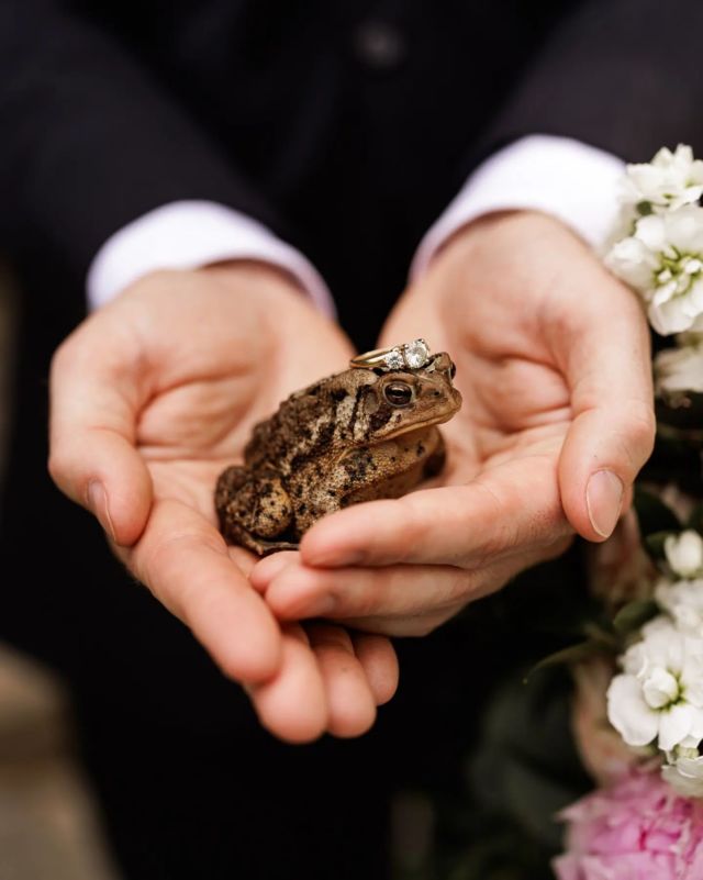 Love these little moments when mother nature stops by a first look to give the couple her blessing. Feels like a fairytale!  #afterglowweddings 
.
.
#niagaraweddings #marryme #weddingbells #wedding #just married #nature #ring #toad #groom #realwedding #niagaraphotographer #weddingphotographer #weddinginspiration #weddingphoto #firstlook #romantic #creature #love 
.
@innonthetwenty 
@cavespringvineyard 
@clippingsatmillerhouse